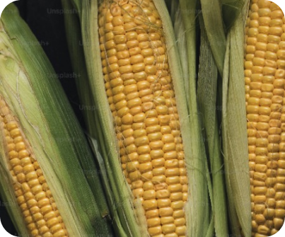 Maize