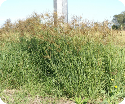 Rhodes Grass