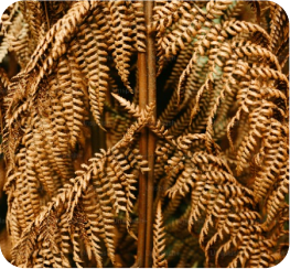 Wheat Bran