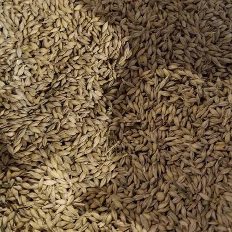 barley