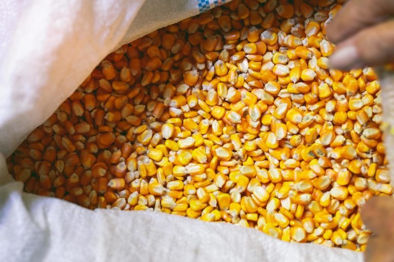 yellow-corn-kernels-in-white-sack-animal-feed-seeds-for-next-season-free-photo