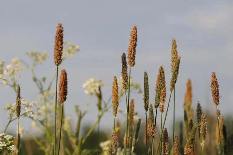 Timothy grass